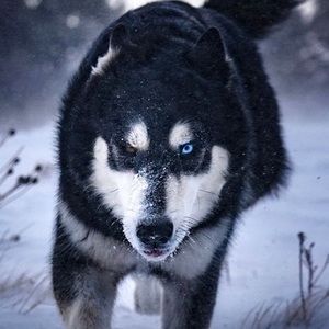 Meet your Posher, Tim